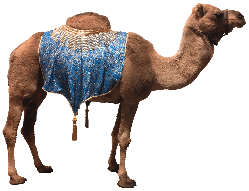 camel dressed